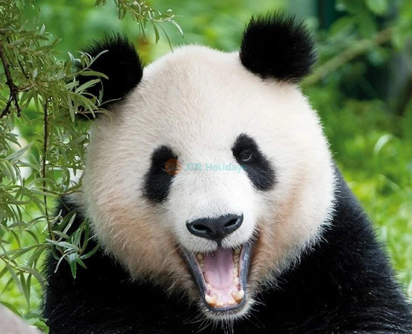 Schönbrunn Zoo Tickets – Skip-the-Line Entry in Vienna - JTR Holidays - Image 5 of 5