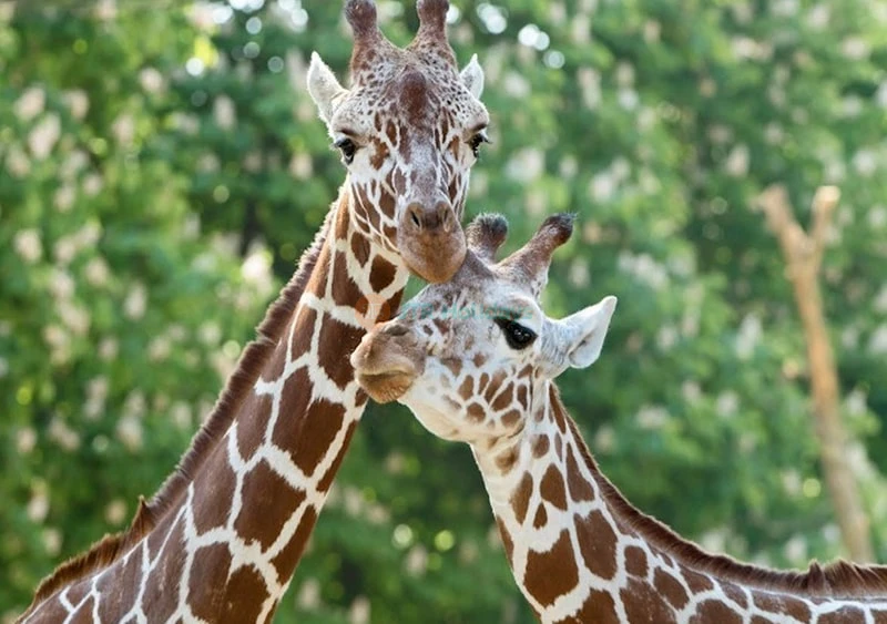 Biglietto per lo Zoo di Schonbrunn