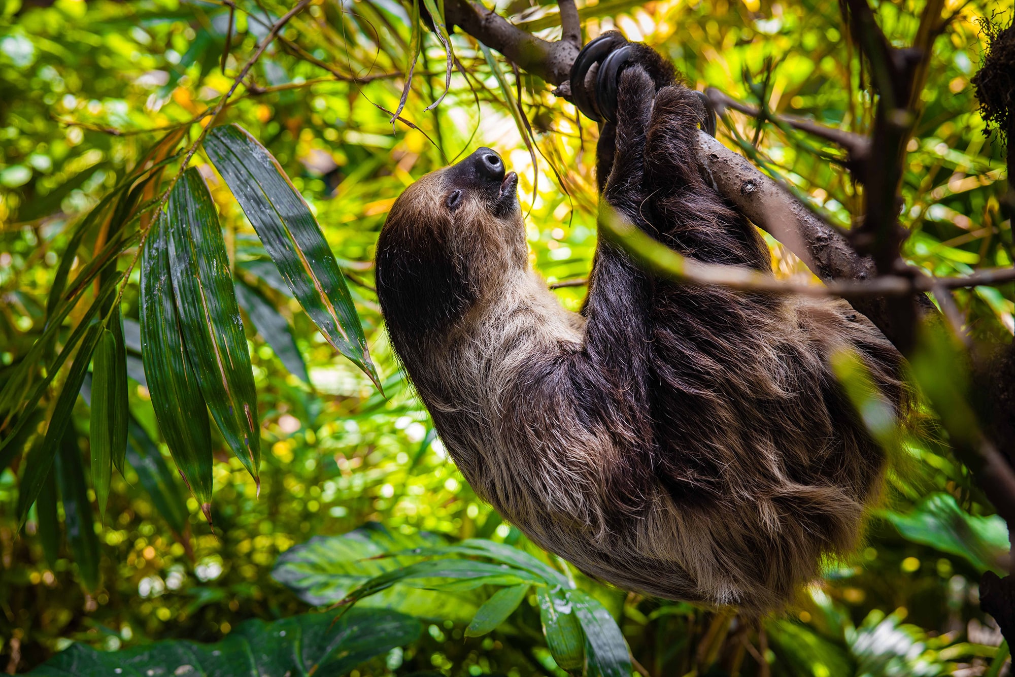 The Green Planet Dubai - Image 1 of 10