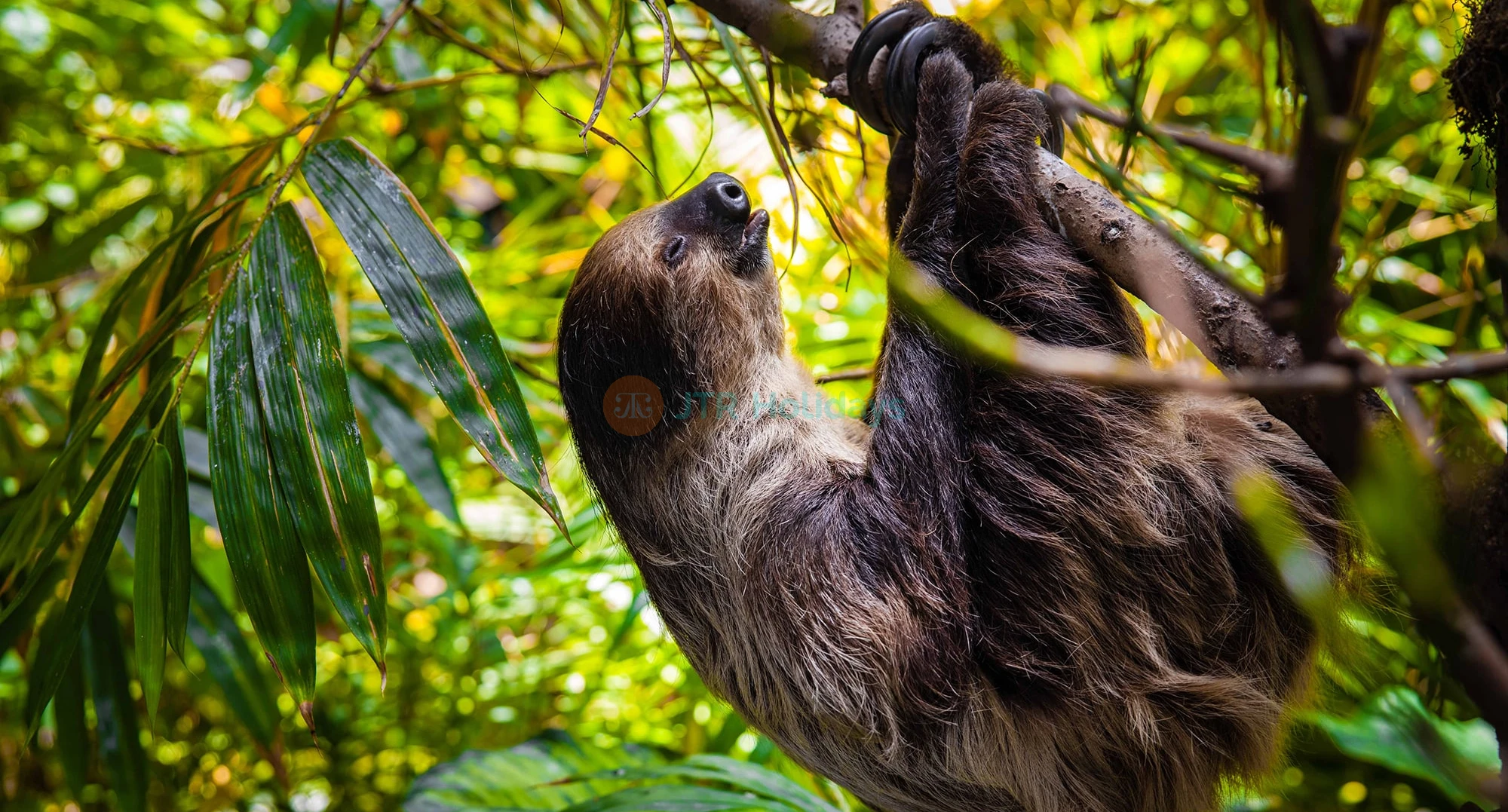 The Green Planet  Dubai Tickets | Indoor Rainforest Dubai | Save 40% OFF - JTR Holidays - Image 1 of 5