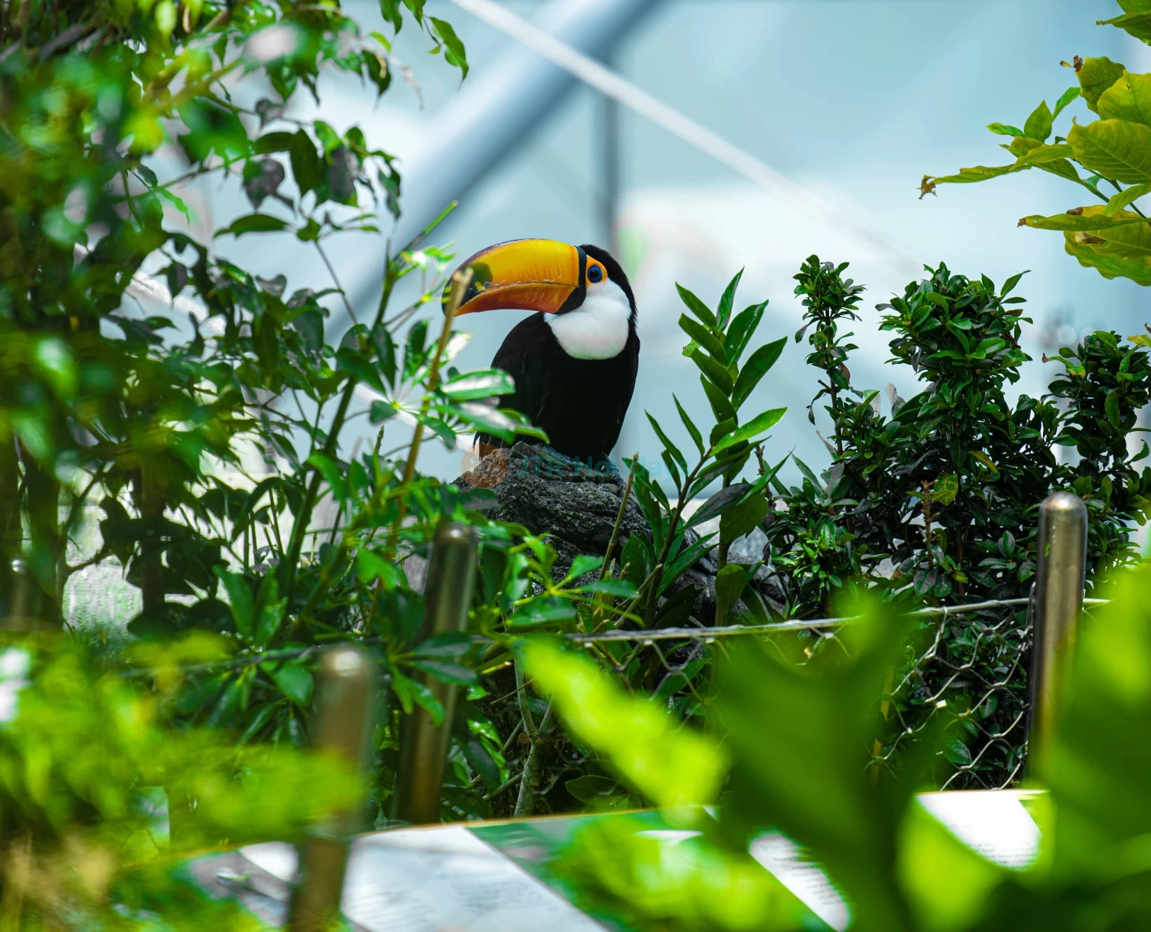 The Green Planet  Dubai Tickets | Indoor Rainforest Dubai | Save 40% OFF - JTR Holidays - Image 2 of 5