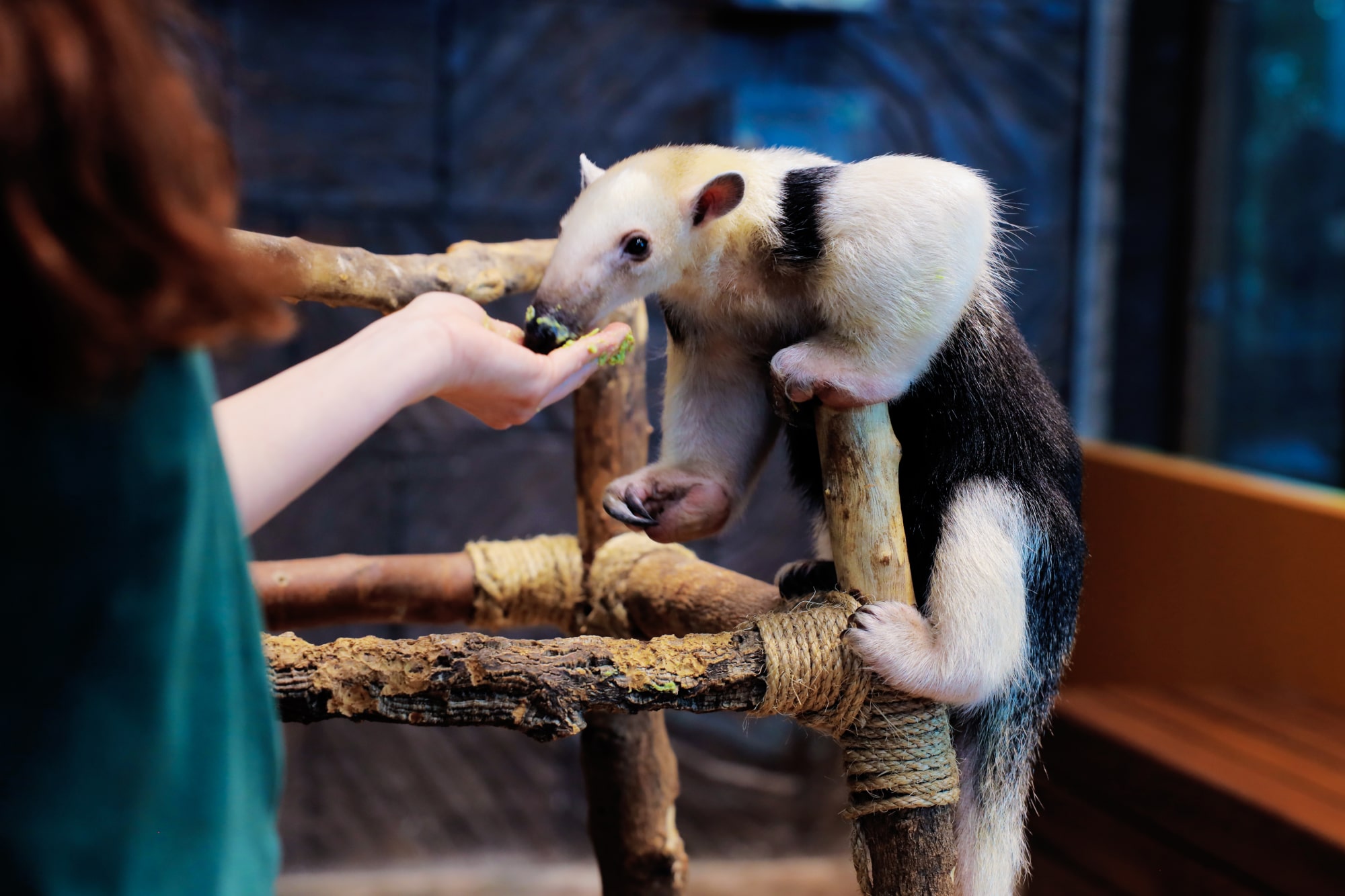 The Green Planet Dubai - Image 2 of 5