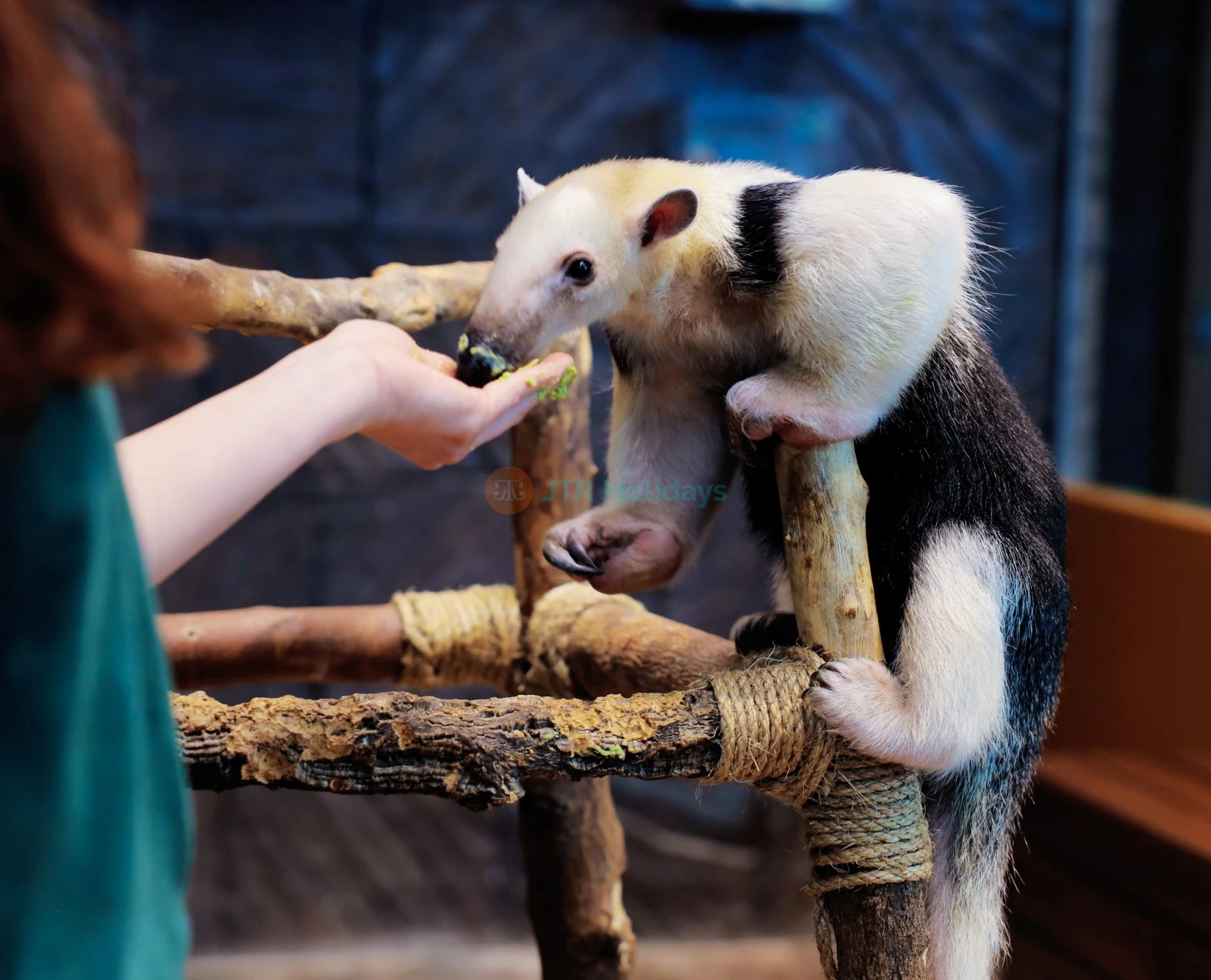 The Green Planet  Dubai Tickets | Indoor Rainforest Dubai | Save 40% OFF - JTR Holidays - Image 5 of 5