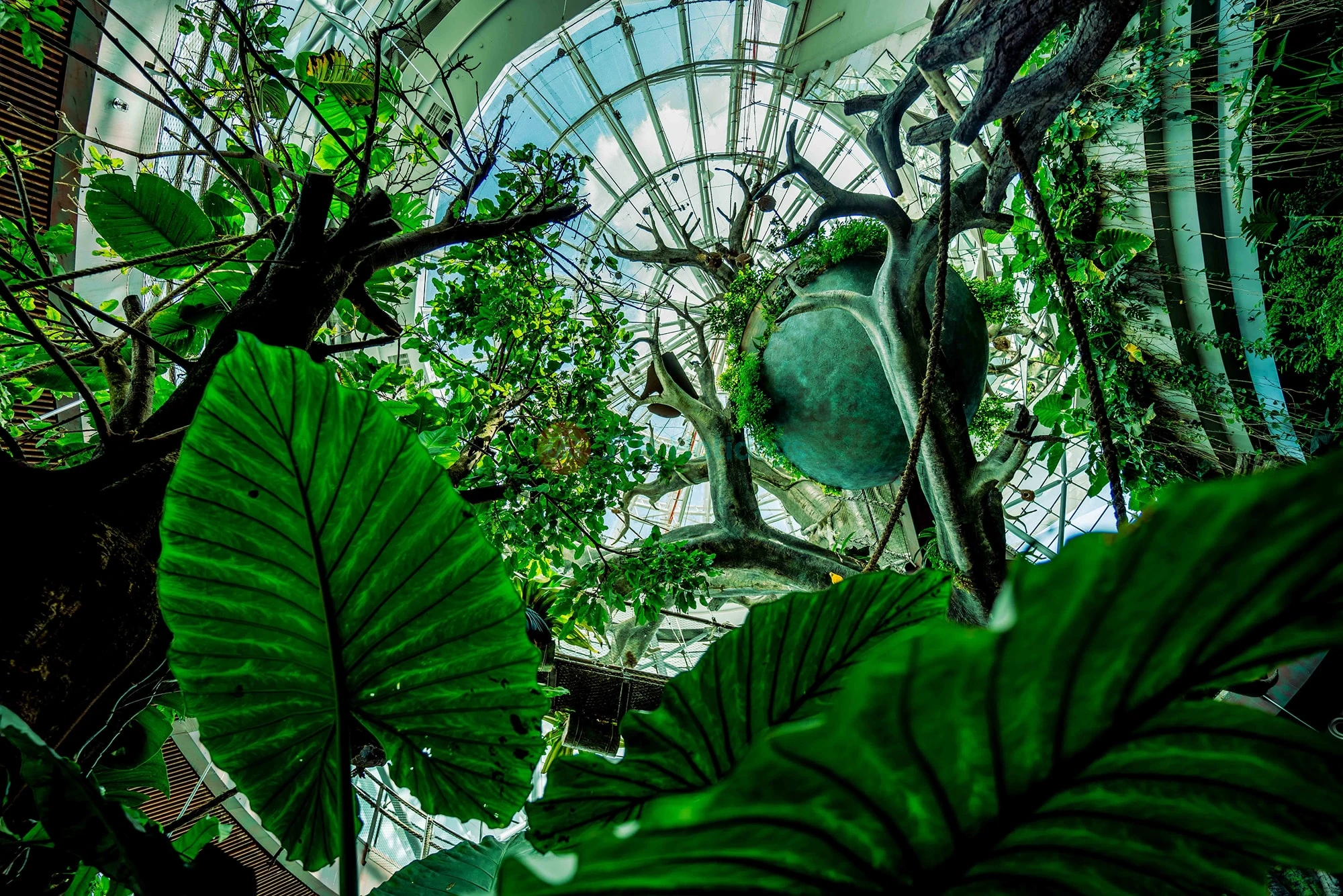 The Green Planet  Dubai Tickets | Indoor Rainforest Dubai | Save 40% OFF - JTR Holidays - Image 7 of 11