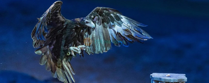 Australisches Outback Spectacular Dinner-Show-Ticket - Buchen Sie Tickets für die Outback Spectacular Dinner Show. Genießen Sie eine inspirierende Geschichte, Country-Musik, Tiere, beeindruckende Effekte und ein köstliches 3-Gänge-Menü. Australisches Outback Spectacular Dinner-Show-Ticket - Bild 4 von 5