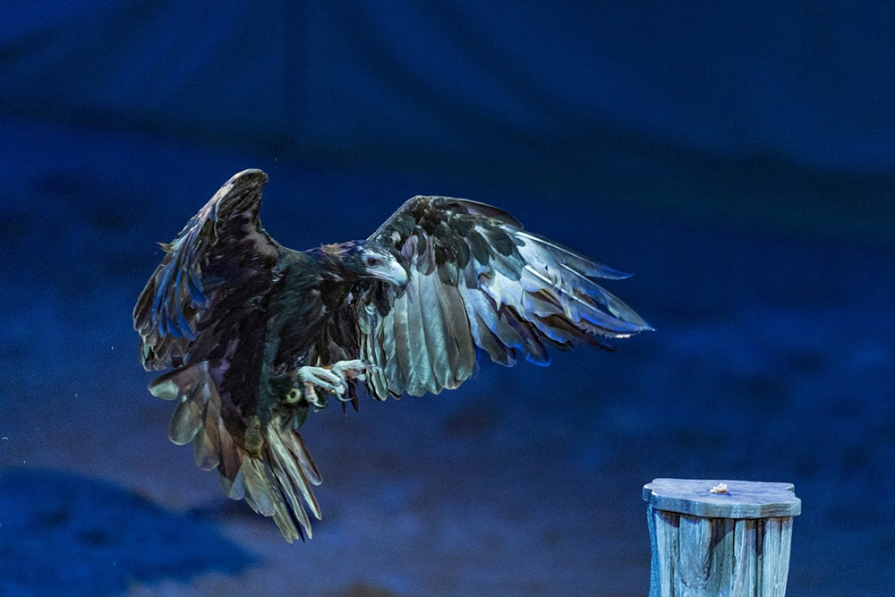 Australian Outback Spectacular Dinner Show Ticket - Book tickets for the Outback Spectacular Dinner Show. Enjoy an inspiring story, country music, animals, immersive effects, and a delicious 3-course meal. Australian Outback Spectacular Dinner Show Ticket - Image 4 of 5