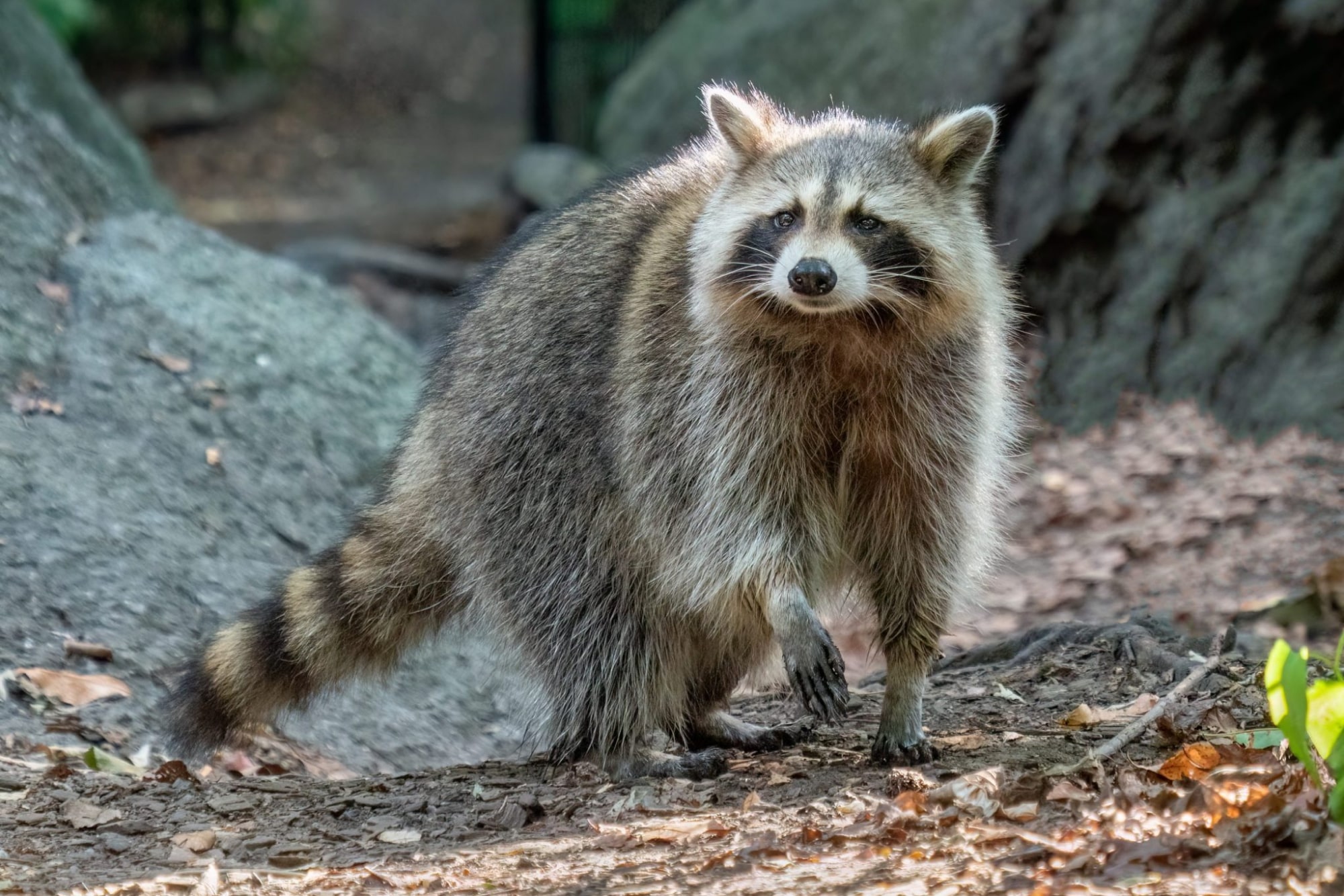 Abu Dhabi City Tour from Dubai with Grand Mosque + Emirates Zoo or Qasr Al Watan - Image 2 of 13