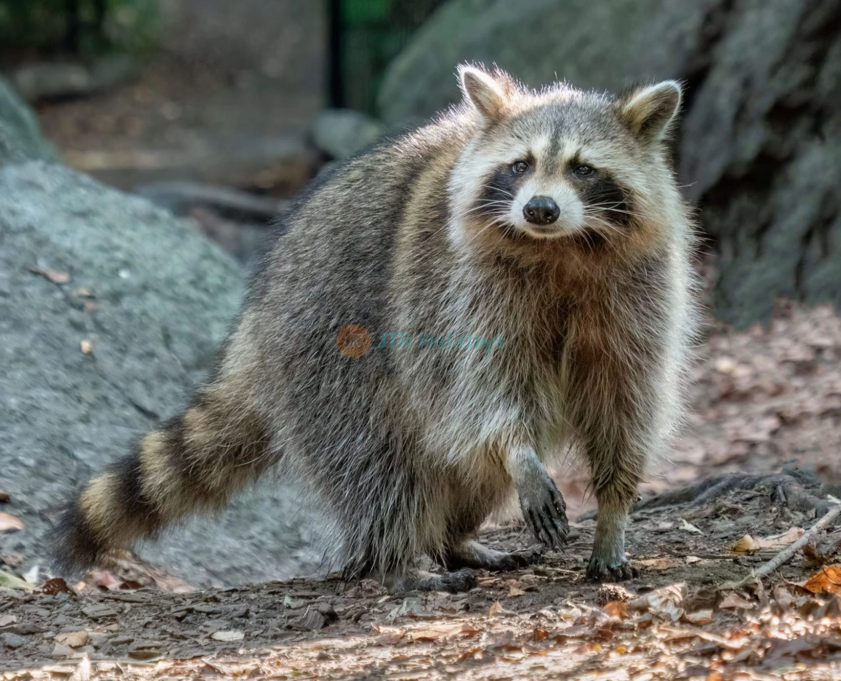 Abu Dhabi City Tour with Emirates Park Zoo Tickets - JTR Holidays - Image 2 of 5