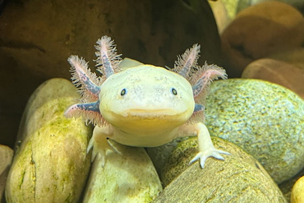 The Florida Aquarium Ticket - Get your Florida Aquarium tickets today! Enjoy up close encounters with sharks, sea turtles, otters & more in Tampa. Book online for the best prices, hours, and family friendly experiences. The Florida Aquarium Ticket - Image 1 of 5