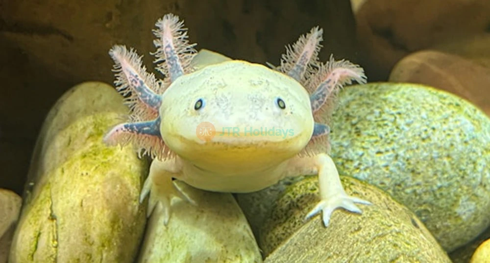 Buy The Florida Aquarium Tickets - JTR Holidays - Image 1 of 5