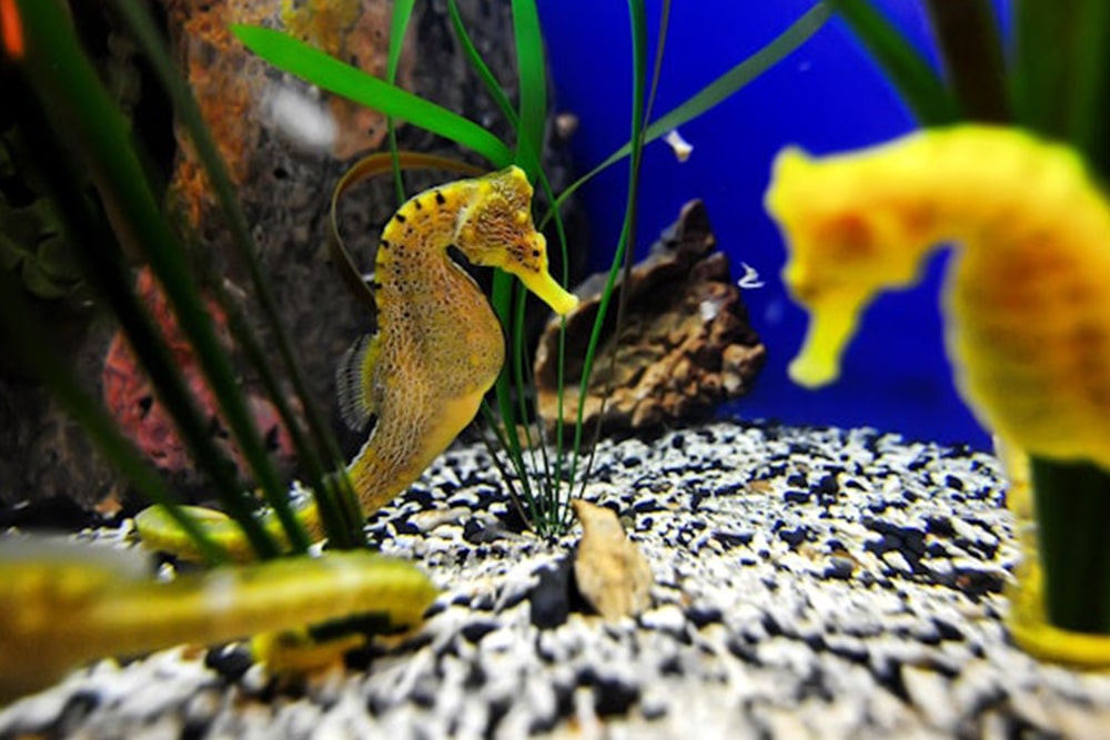 Билет в Аквариум Флориды - Image 2 of 6