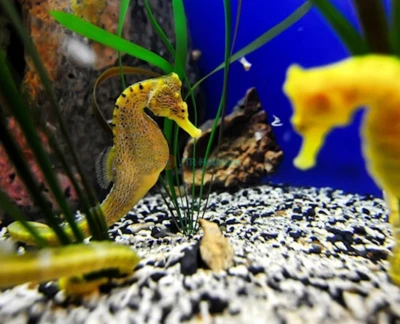 The Florida Aquarium Ticket - Image 2 of 5