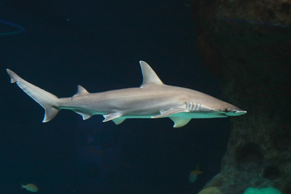 Das Florida Aquarium Ticket - Bild 4 von 5