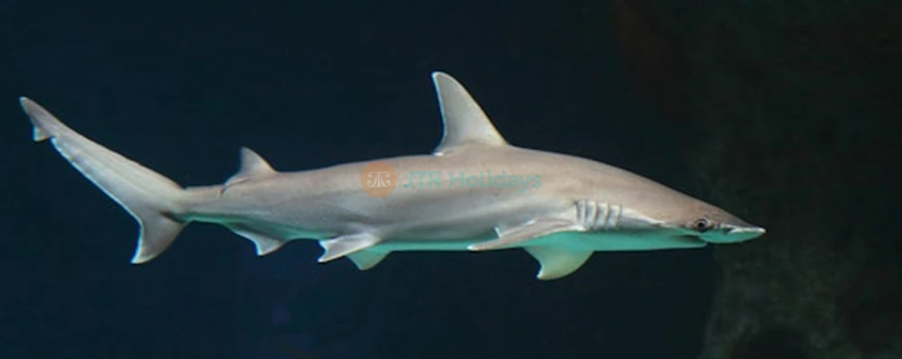 Buy The Florida Aquarium Tickets - JTR Holidays - Image 4 of 5