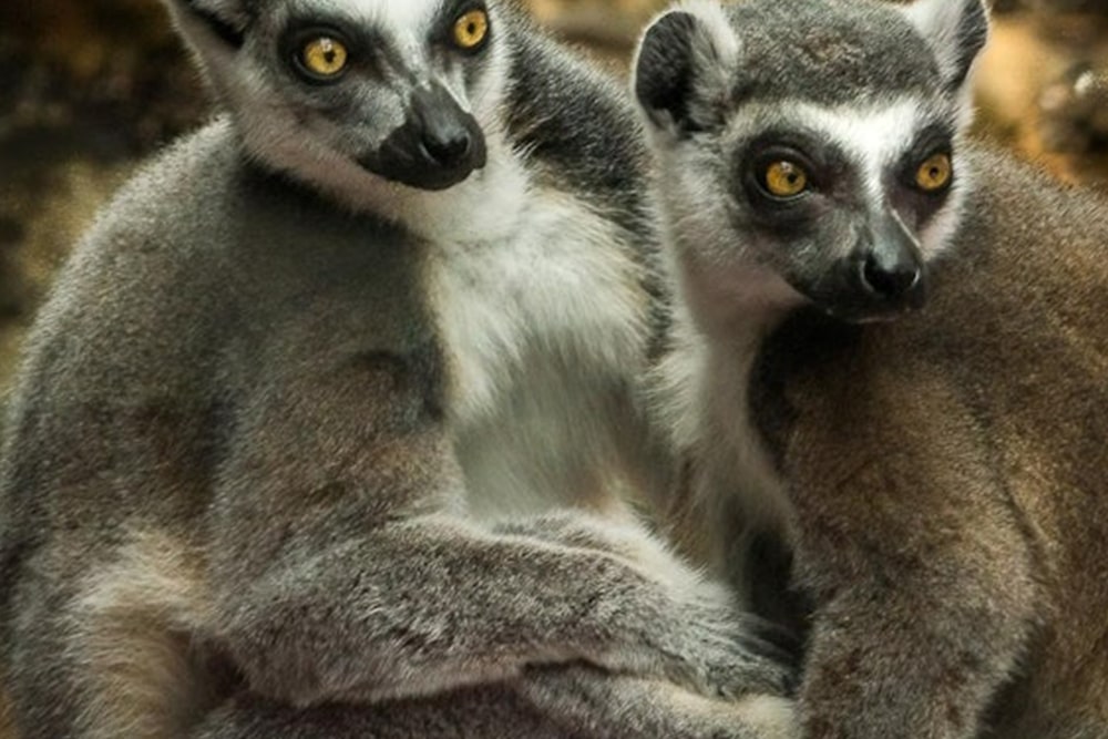 Билет в Аквариум Флориды - Изображение 5 из 5