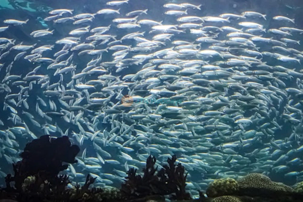 Buy The Florida Aquarium Tickets - JTR Holidays - Image 6 of 6