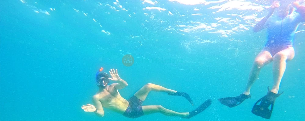 Snorkel & Dive with Turtles in Fujairah | BBQ Adventure - Image 3 of 5