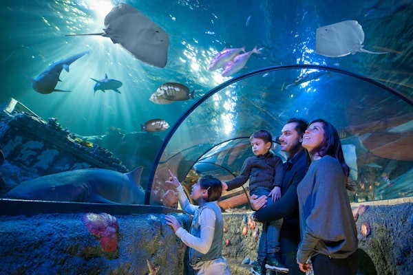 Билет в Аквариум Gardaland SEA LIFE - Откройте для себя 13 тематических зон и более 5000 морских созданий в аквариуме Gardaland SEA LIFE. Прогуляйтесь по подводному туннелю и увидьте акул, морских львов и волшебных морских коньков. Идеально для семей, ищущих интерактивное морское приключение рядом с парком развлечений Гарда. Билет в Аквариум Gardaland SEA LIFE - Изображение 1 из 5