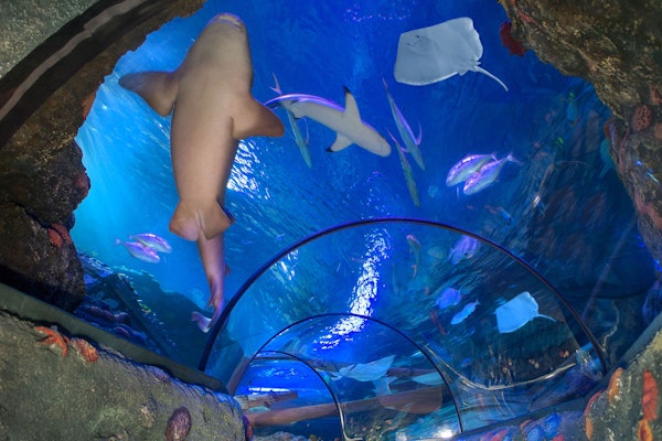 Gardaland SEA LIFE Aquarium Ticket - Bild 2 von 5