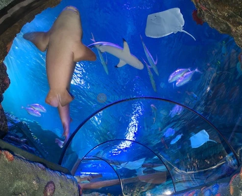 Gardaland SEA LIFE Aquarium Ticket Explore 5000+ Marine Creatures Near Lake Garda - Image 2 of 5