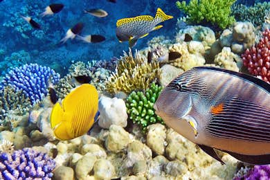 تذكرة أكواريوم جاردالاند سي لايف - صورة 3 من 5