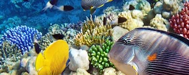 Gardaland SEA LIFE Aquarium Ticket - Image 3 of 5