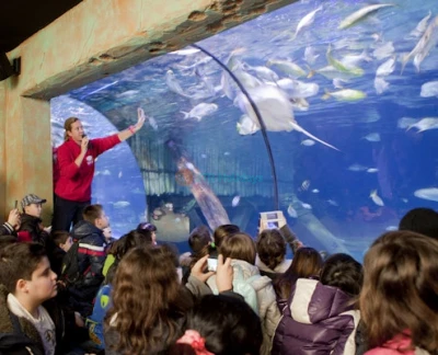 Entrada al Acuario Gardaland SEA LIFE - Imagen 5 de 5