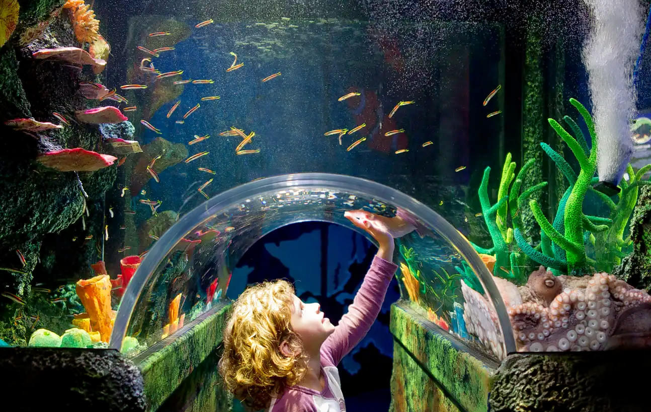 Aquarium SEA LIFE de Melbourne - Obtenez vos billets pour l'Aquarium Sea Life de Melbourne à un excellent prix avec JTR Holidays, et profitez d'une journée formidable avec les personnes que vous aimez. Aquarium SEA LIFE de Melbourne - Image 3 sur 5