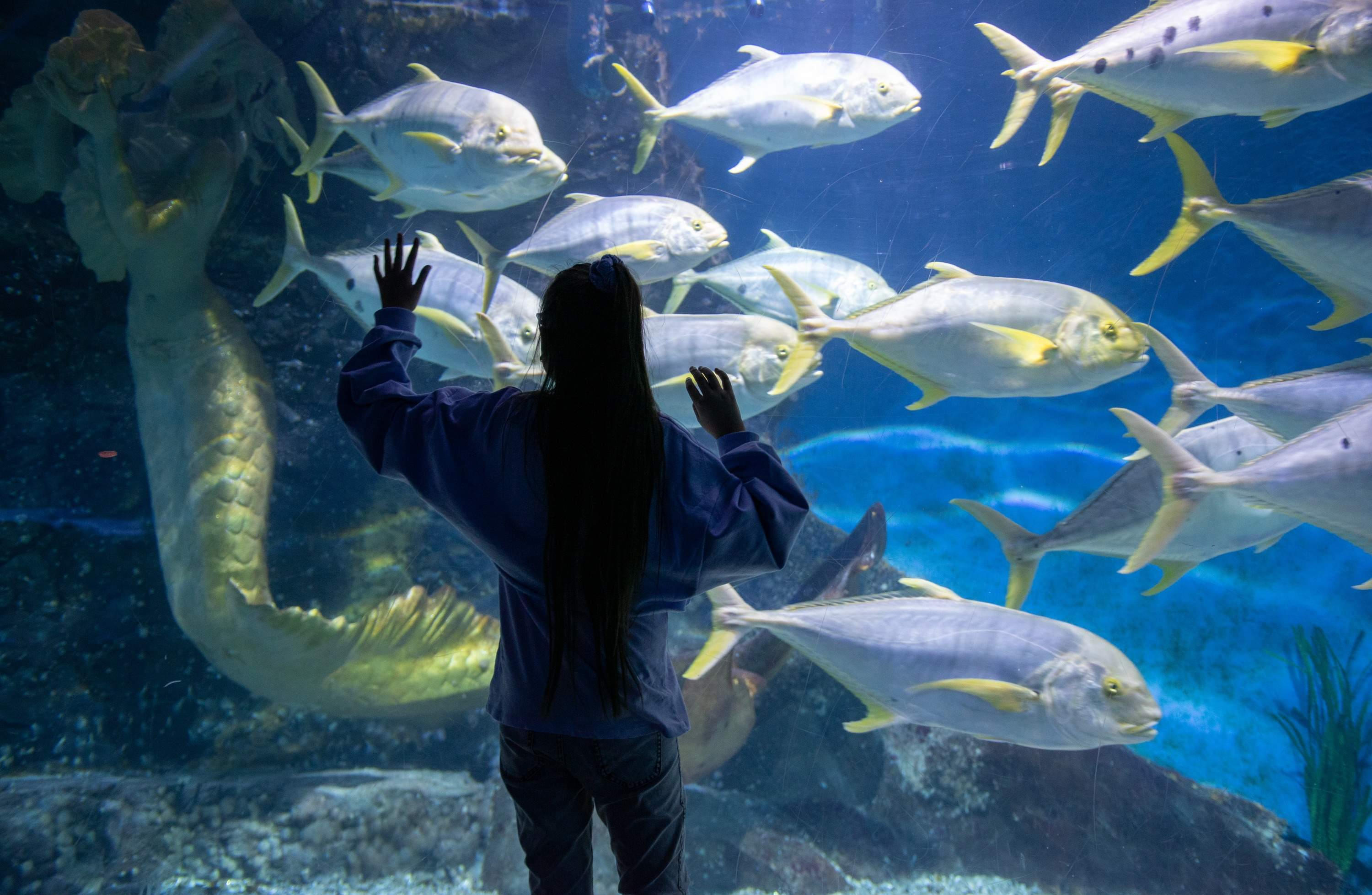 Aquarium SEA LIFE de Melbourne - Obtenez vos billets pour l'Aquarium Sea Life de Melbourne à un excellent prix avec JTR Holidays, et profitez d'une journée formidable avec les personnes que vous aimez. Aquarium SEA LIFE de Melbourne - Image 4 sur 5