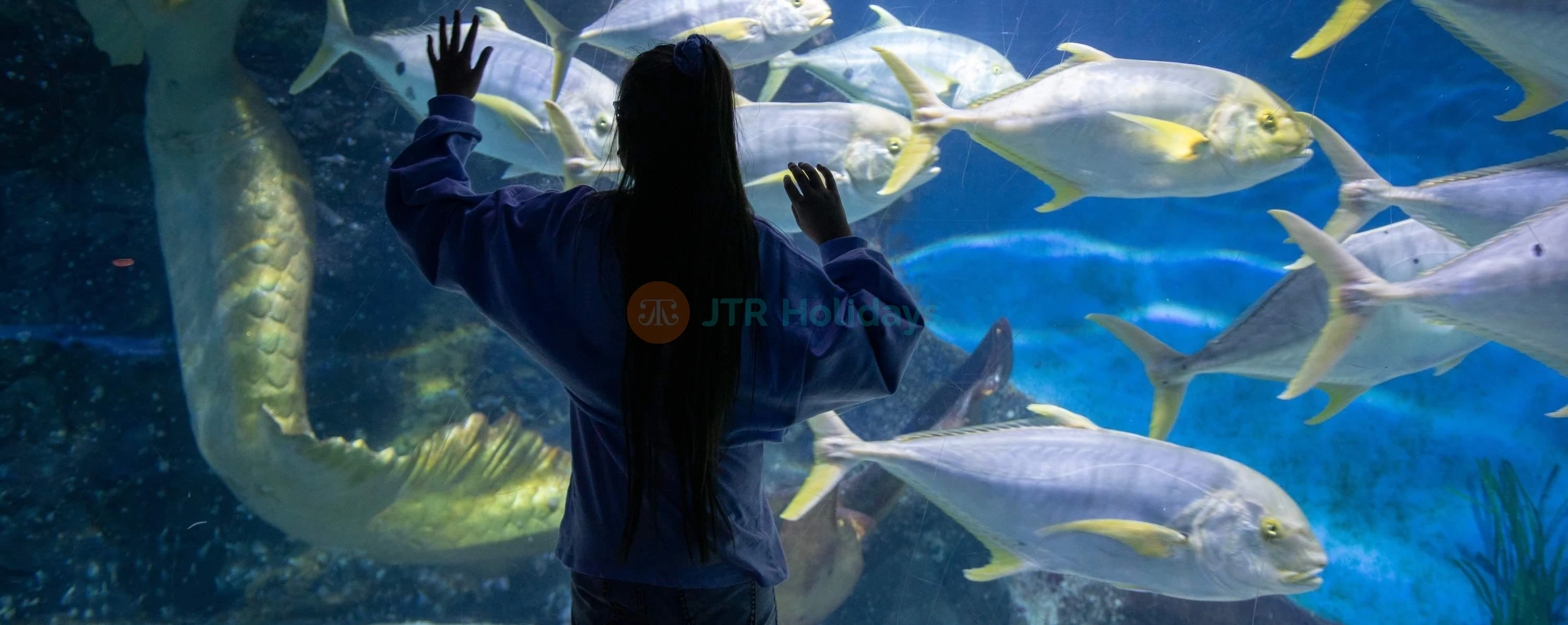 SEA LIFE Melbourne Aquarium - Image 4 of 5