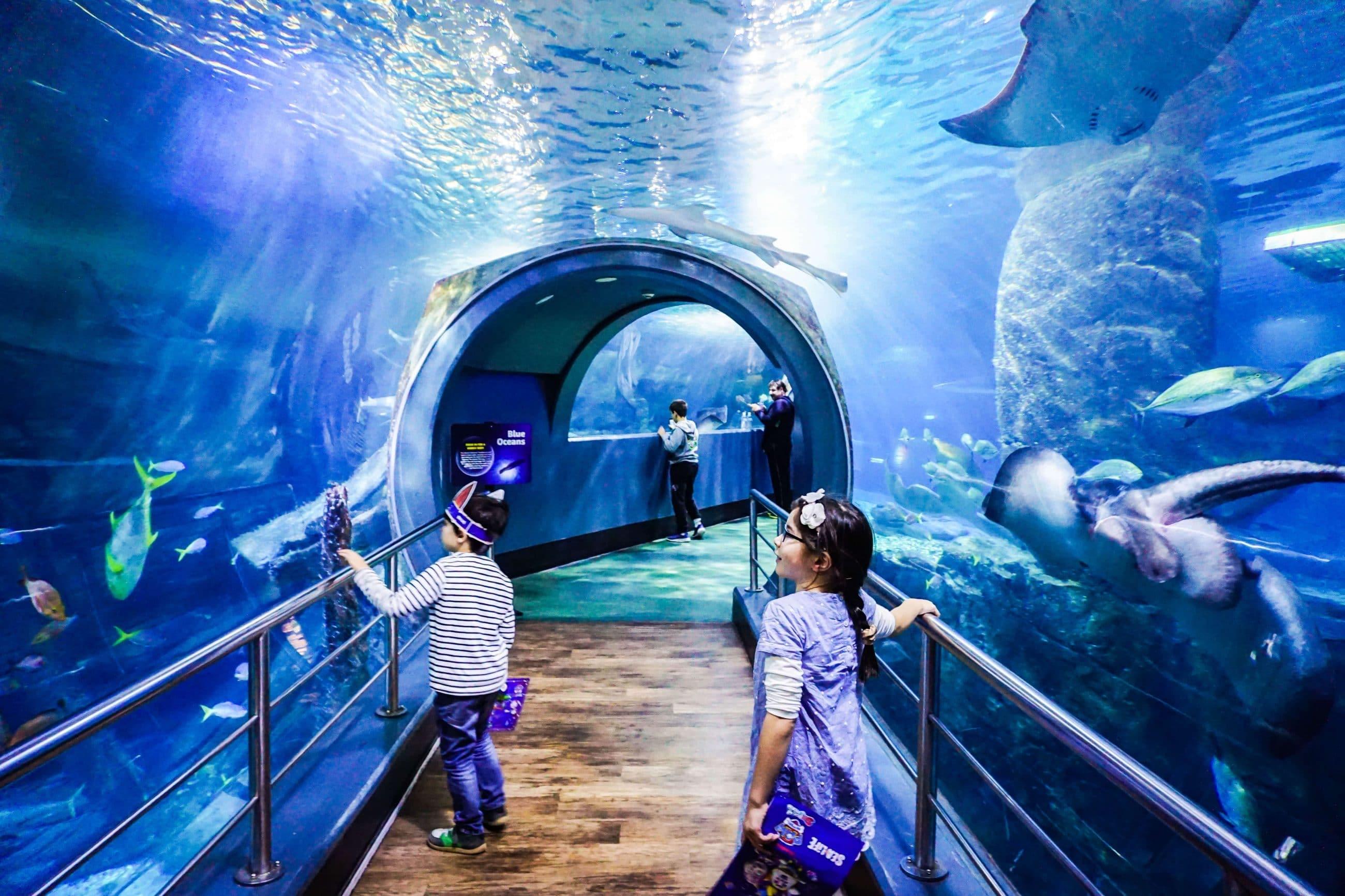 Acuario SEA LIFE Melbourne - Consigue tus entradas para el Acuario Sea Life de Melbourne a un excelente precio con JTR Holidays, y disfruta de un día fantástico con las personas que amas. Acuario SEA LIFE Melbourne - Imagen 5 de 5