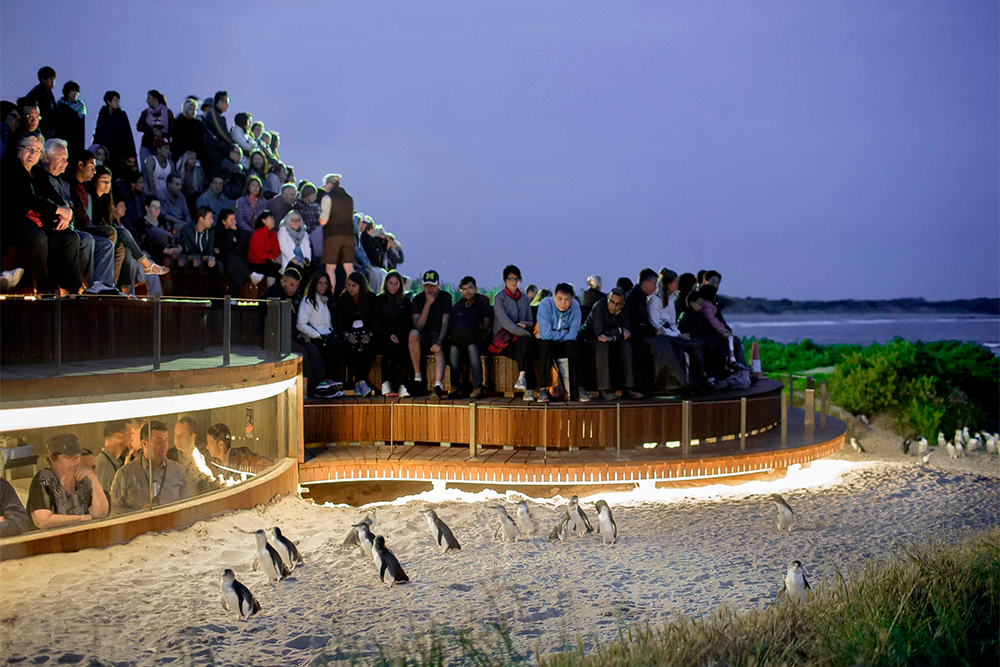 Billet pour la Parade des Manchots de l'Île Phillip - Réservez vos billets pour la Parade des manchots pour une expérience inoubliable d'observation de la faune au coucher du soleil sur l'Île Phillip. Choisissez entre des places générales, une observation souterraine ou une place haut de gamme. Confirmation instantanée et annulation gratuite. Billet pour la Parade des Manchots de l'Île Phillip - Image 1 sur 5