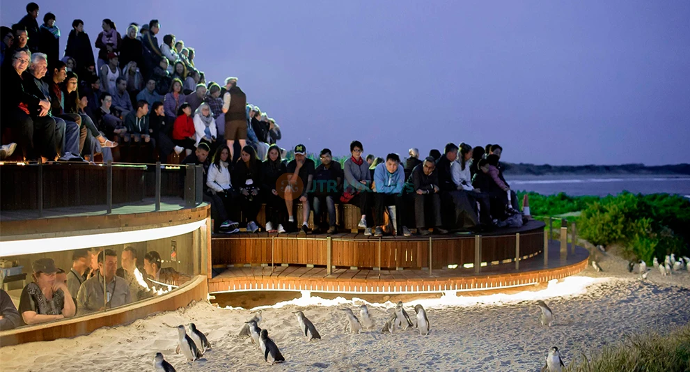 Entrada para el Desfile de Pingüinos en la Isla Phillip - Image 1 of 5