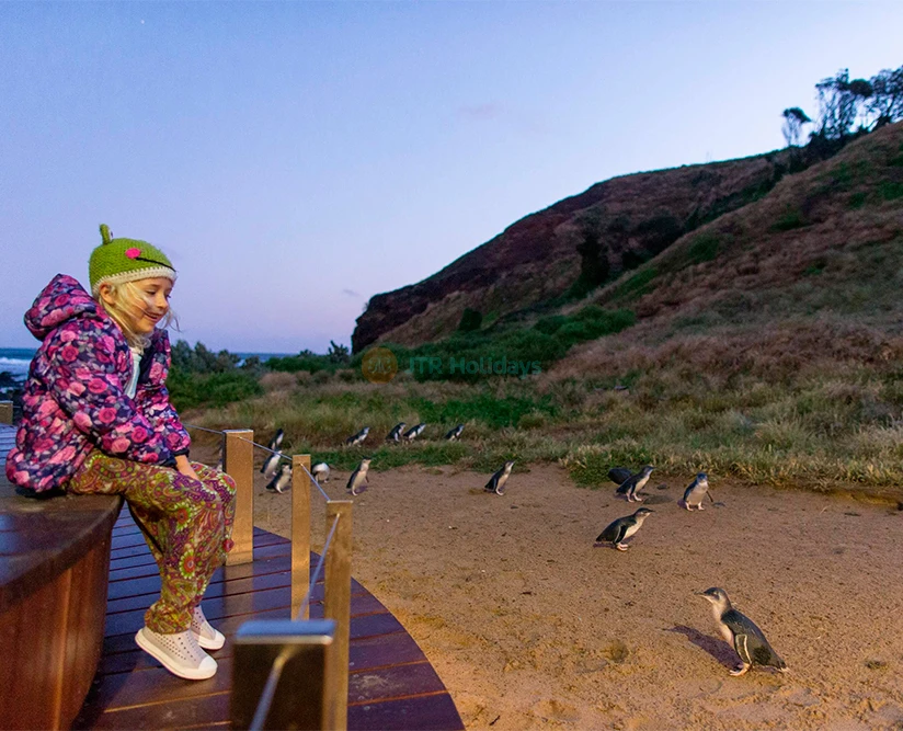 Penguin Parade Tickets Watch Little Penguins at Phillip Island