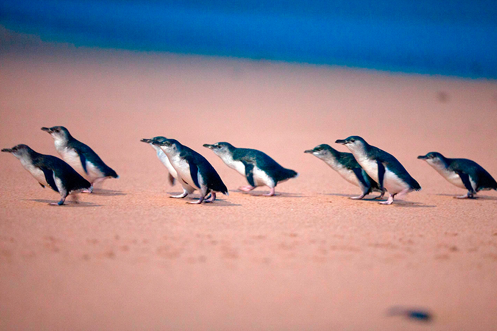 Phillip Island Penguin Parade Ticket - Image 3 of 5