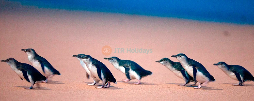 Entrada para el Desfile de Pingüinos en la Isla Phillip - Imagen 3 de 5