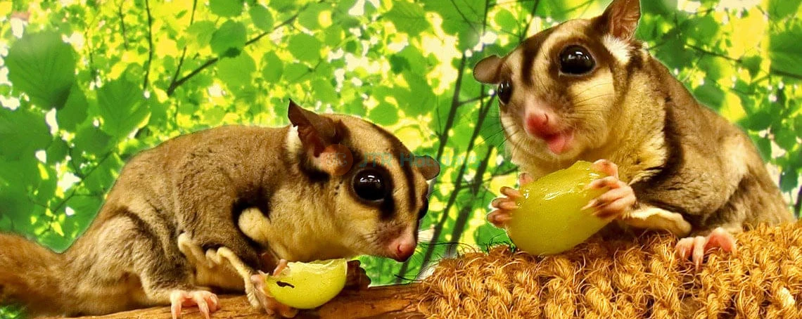 The Green Planet Dubai - Image 4 of 5