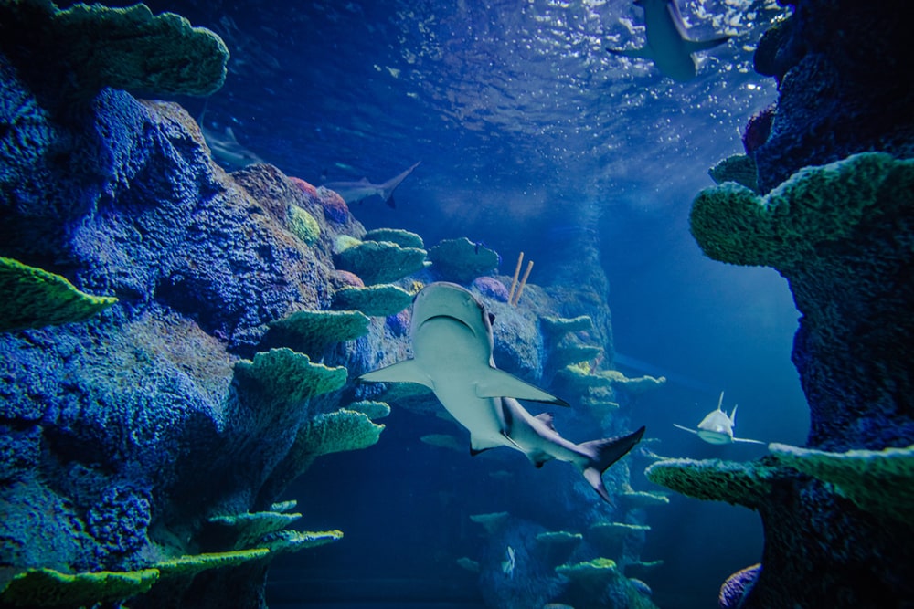 Go City Sydney  2 day Pass - Image 3 of 5