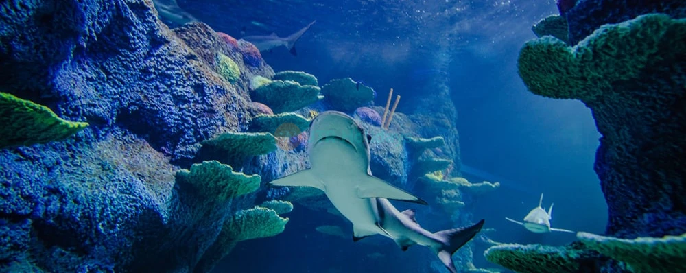 Go City Sídney Pase de 2 días - Image 3 of 5