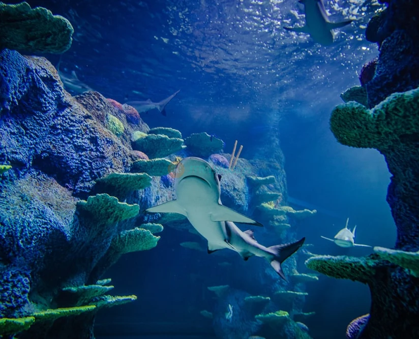 Sydney Explorer Pass 4 Attractions Your Way - Image 2 of 5