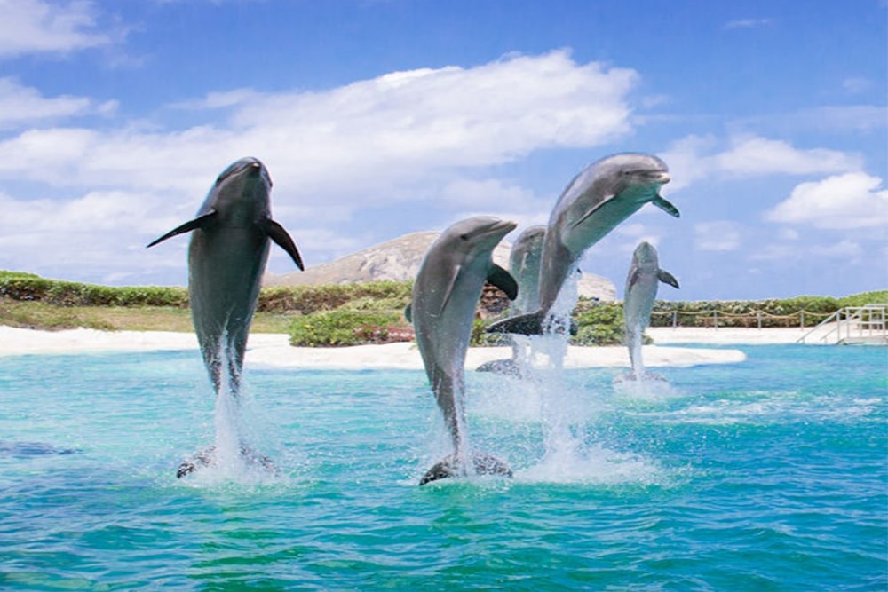 Sea Life Park Hawaii: Entry Ticket - Image 1 of 5