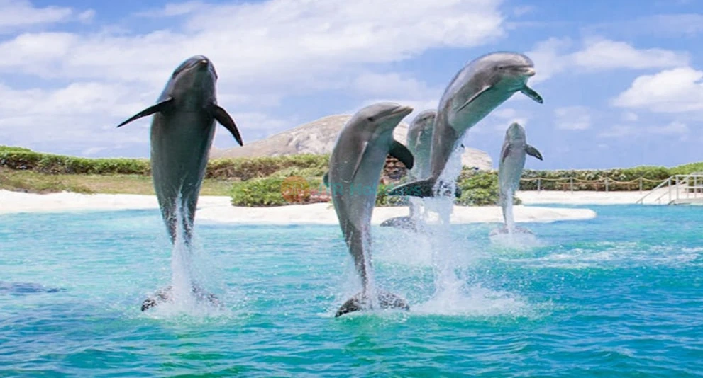 Sea Life Park Hawaii Tickets Dolphin & Marine Animal Adventure - Image 1 of 5