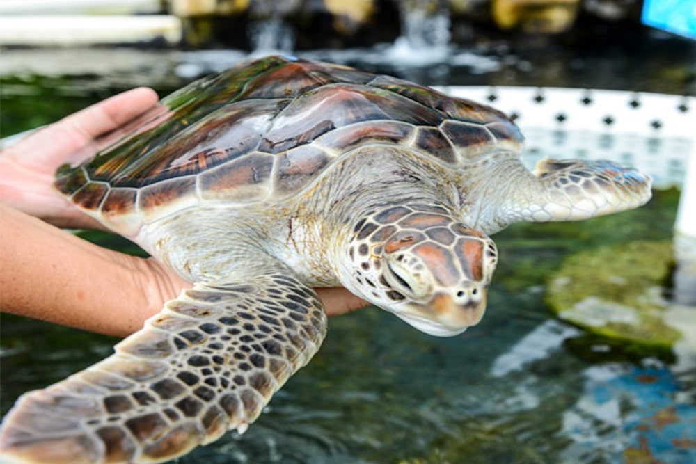 Sea Life Park Hawaii: Entry Ticket - Image 2 of 5