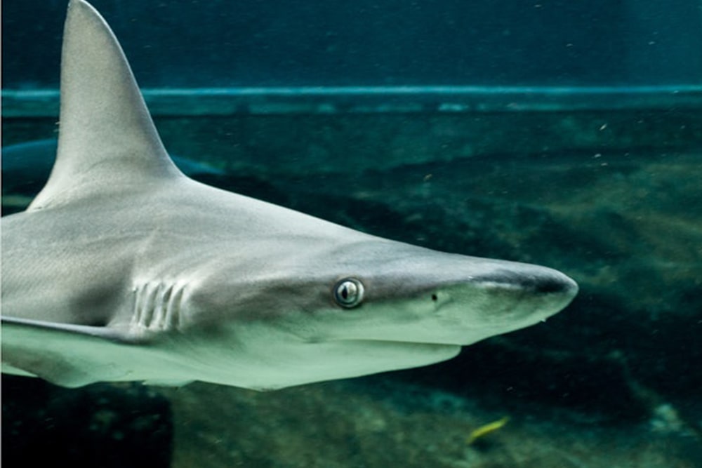 Sea Life Park Hawaii: Entry Ticket - Image 4 of 5