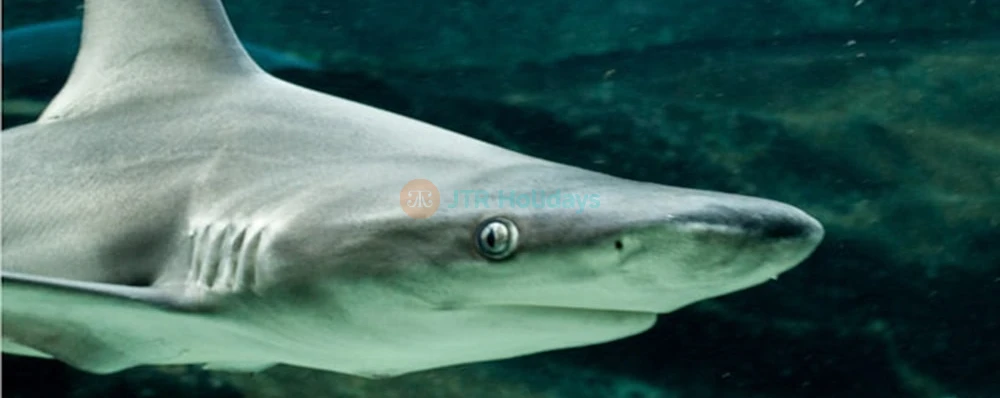 Sea Life Park Hawaii Tickets Dolphin & Marine Animal Adventure - Image 4 of 5