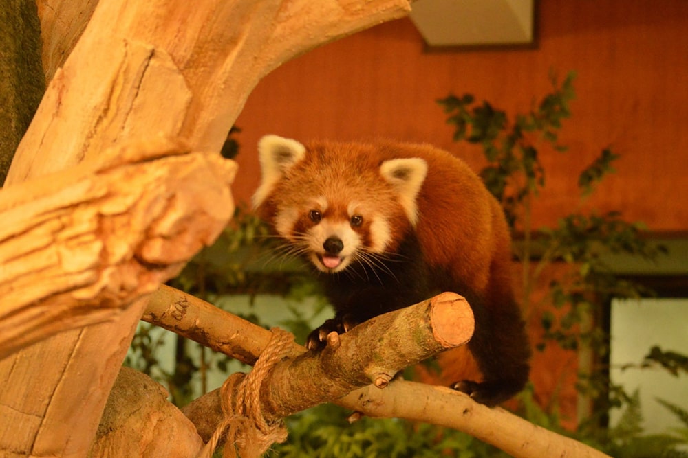 Neo Park Okinawa Ticket - Image 1 of 7