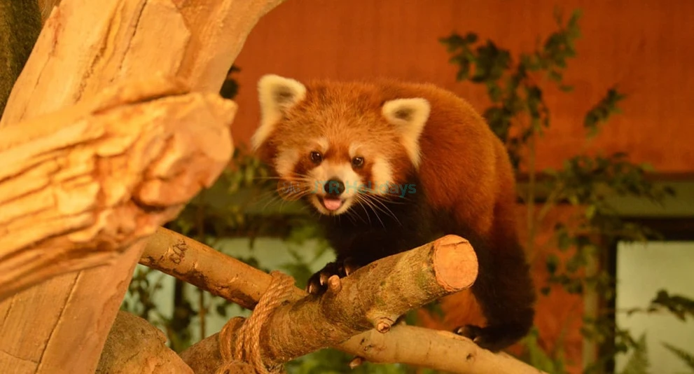 Billet pour Neo Park Okinawa - Image 1 of 7