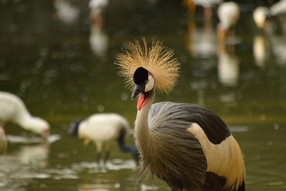 Neo Park Okinawa Ticket - Image 2 of 5