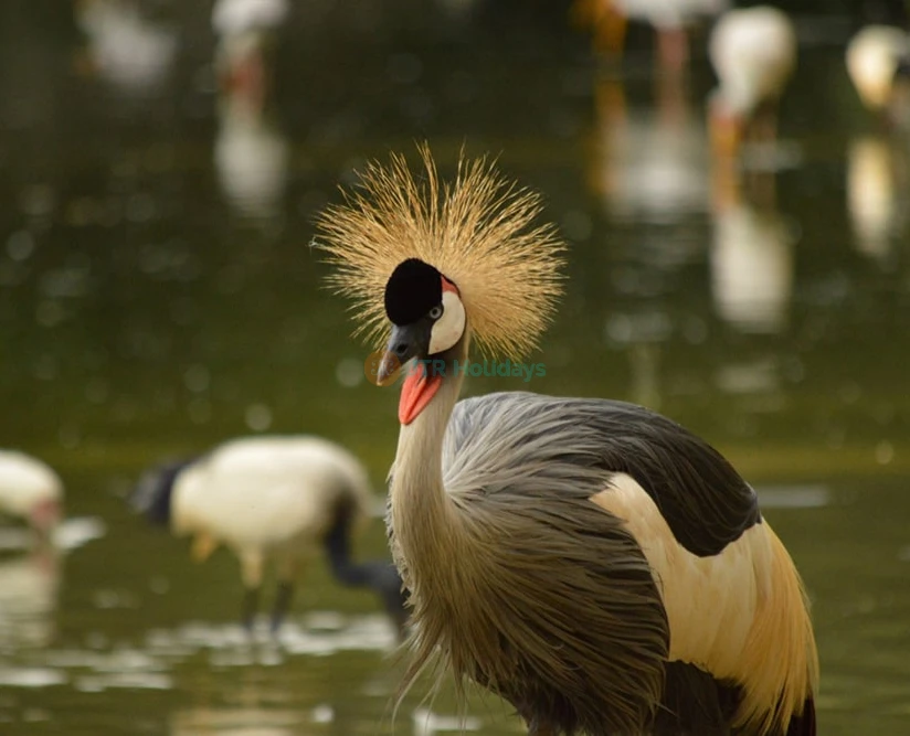 Billet pour Neo Park Okinawa - Image 2 of 7