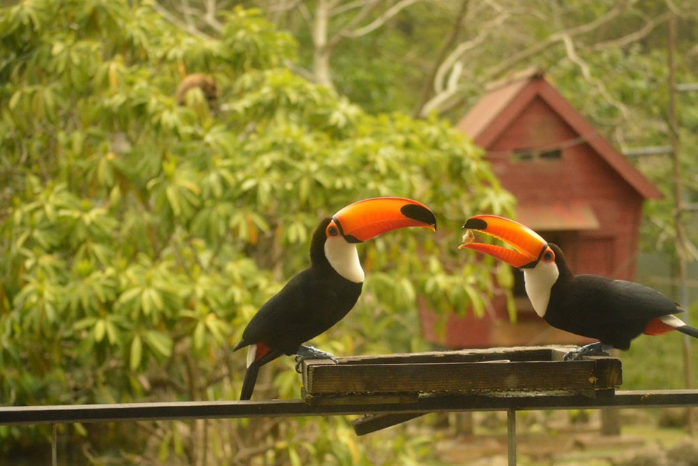 Neo Park Okinawa Ticket - Image 3 of 5